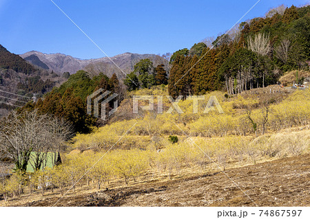 松田町寄ロウバイ園 74867597