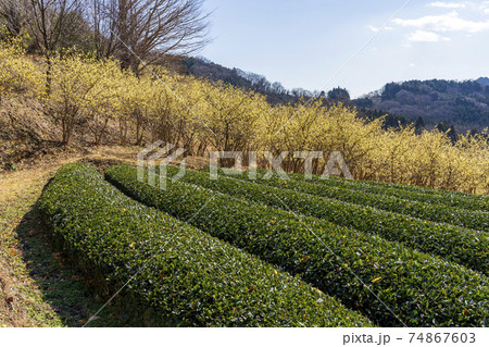 松田町寄ロウバイ園 74867603