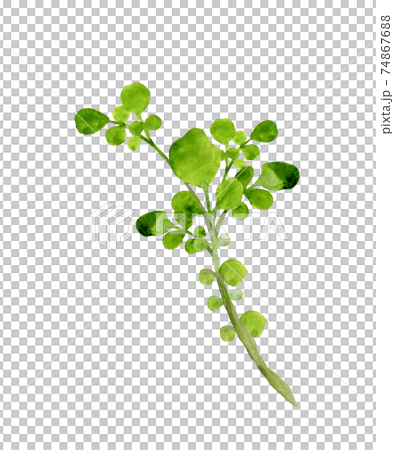 Watercress watercolor Watercress watercolor 74867688