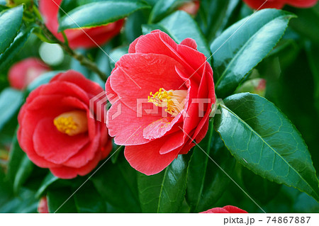 Camellia 74867887