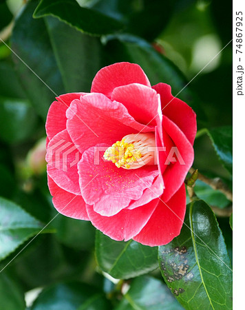 Camellia 74867925