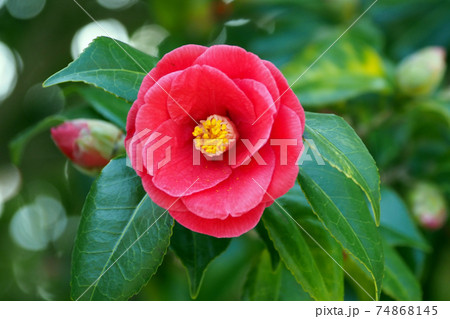 Camellia Camellia 74868145