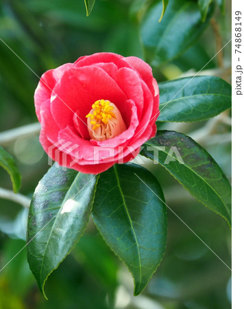 Camellia 74868149