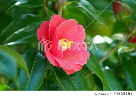 Camellia Camellia 74868168