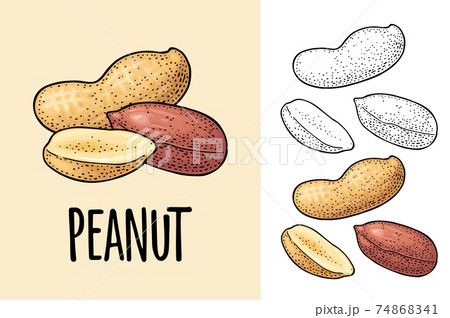 Whole And Half Peanut Seed With And Without のイラスト素材