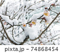 雪の積もった白梅の花 74868454