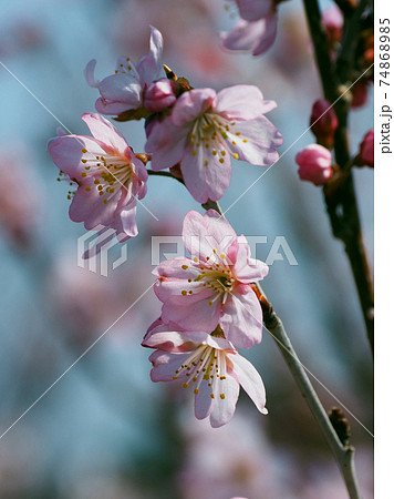 アーモンド(花) 74868985
