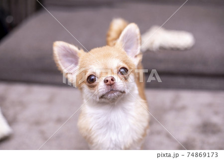 首をかしげるの犬 チワワの写真素材