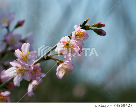 アーモンド(花) 74869427