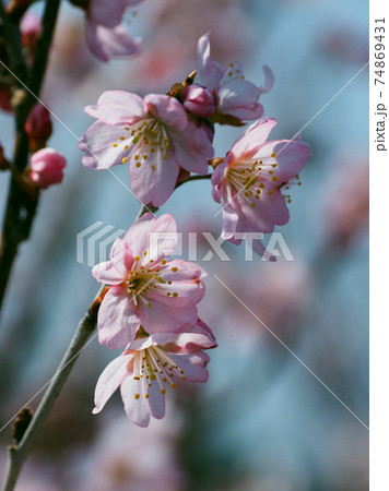 アーモンド(花) 74869431