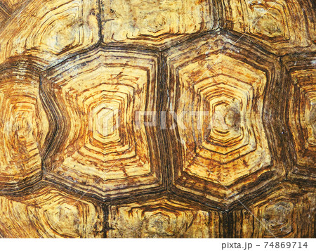 Tortoiseshell pattern texture of Giant Sulcata tortoise 74869714