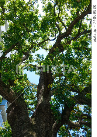 文京区内で一番大きな樹木とされ樹齢600年を超える「本郷弓町のクスノキ」 74869980