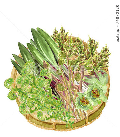 【水彩画】ザルにのせた春の山菜5種 植物 食材 素材 白バック PNG コピースペースあり 74870120