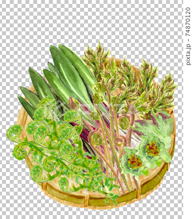 [水彩畫]漏勺上的5種春季野生植物植物成分材料白色背景PNG可複制空間 74870120