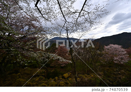 立雲峡の桜の写真素材