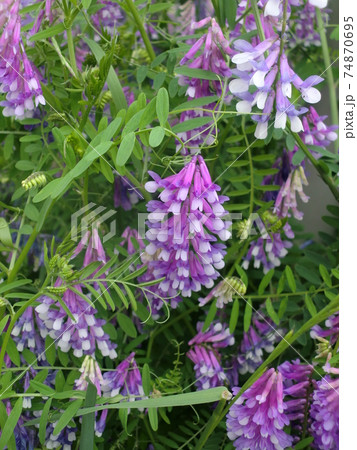 ナヨクサフジの花 ナヨクサフジの花 74870695