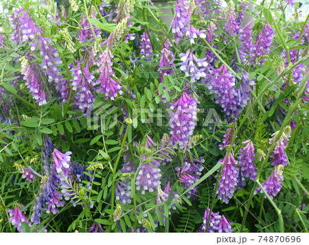 ナヨクサフジの花 ナヨクサフジの花 74870696