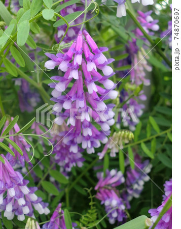 ナヨクサフジの花 74870697