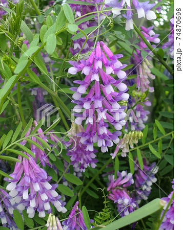 ナヨクサフジの花 74870698