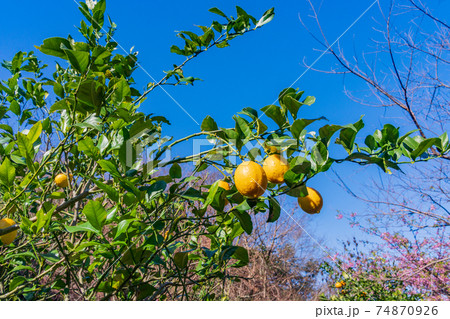 収穫時期のレモン 74870926
