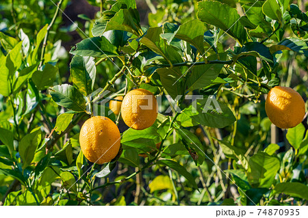 収穫時期のレモンの写真素材