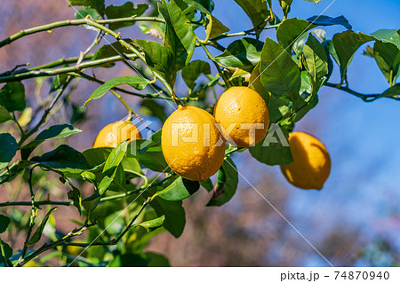 収穫時期のレモンの写真素材