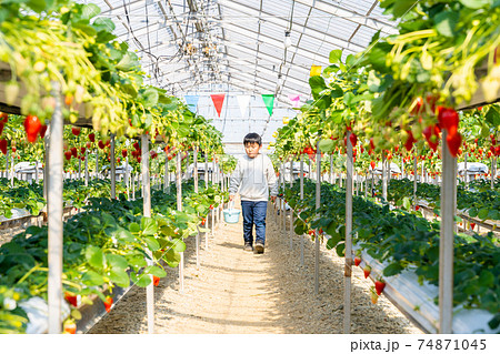 イチゴ狩り　男の子　小学生 74871045