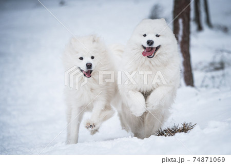 Beautiful fluffy two Samoyed white dogs is playing in the winter forest 74871069