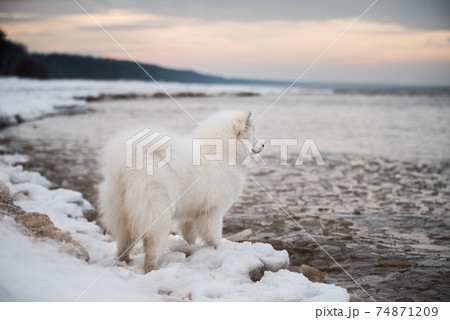 Samoyed white dog is on snow Saulkrasti beach in Latvia 74871209