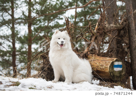 Samoyed white dog is looking into the distance. 74871244