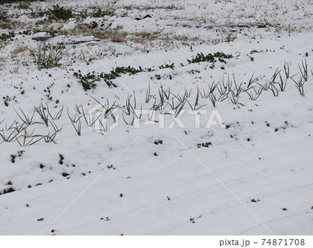 農業イメージ(農作物被害:雪害) 農業イメージ(農作物被害:雪害) 74871708