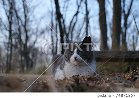 半眼で座っている白黒の猫 74871857