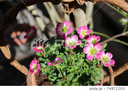 ハンギング　ピンク色の小花クモマグサ 74872203