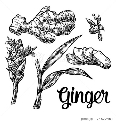 Ginger. Root, root cutting, leaves, flower buds, stems. Vintage retro vector illustration for herbs and spices set. 74872461