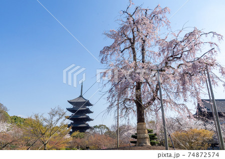 京都 東寺の不二桜と五重塔 74872574