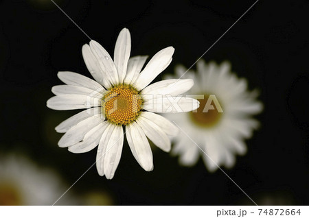 White daisy with dark purple center isolated on black background 74872664