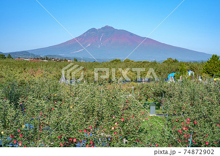 紅葉の時季に収穫を迎えたリンゴ園と岩木山 74872902