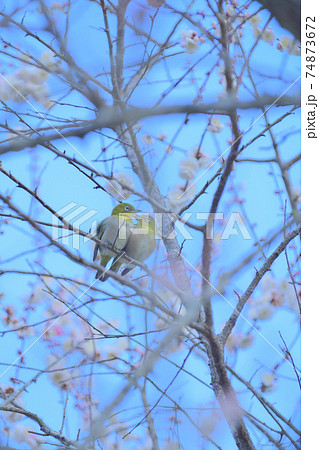 萩往還梅林園　つがいの梅次郎 74873672