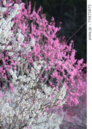 萩往還梅林園　暗い背景に浮かぶ梅林 74873673