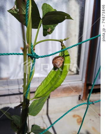 野菜とカタツムリ 野菜とカタツムリ 74873846