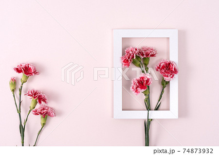 カーネーション ハマナデシコ 花 74873932