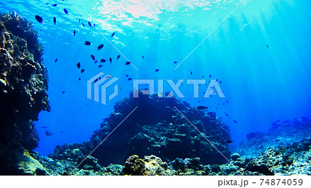 沖縄 渡嘉敷島の水中写真 沖縄 渡嘉敷島の水中写真 74874059