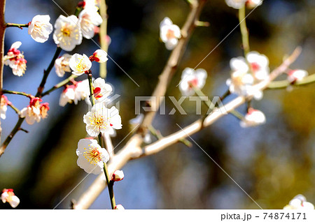 梅の花 74874171