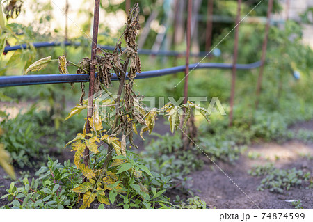 Tomato leaves affected by blight. rotten spoiled tomatoes on dry branches and bushes of tomatoes after harvest in the fall. spoiled harvest concept Tomato leaves affected by blight. rotten spoiled tomatoes on dry branches and bushes of tomatoes after harvest in the fall. spoiled harvest concept 74874599