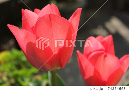 ～チューリップ～　　◦◦◦◦ Red tulips ◦◦◦◦ 74874663