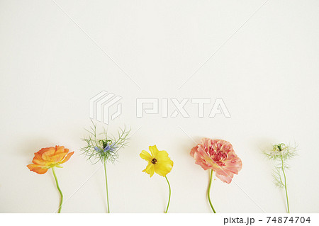 カラフルな花　虹色　lgbtq  春色　春のイメージ　それぞれの個性　花が1輪ずつ並ぶ 74874704