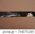 Cute white hamster looking with shyness ouf of box 74875185