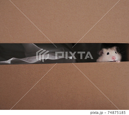 Cute white hamster looking with shyness ouf of box 74875185