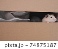 Cute curious hamster looking out of carton box 74875187