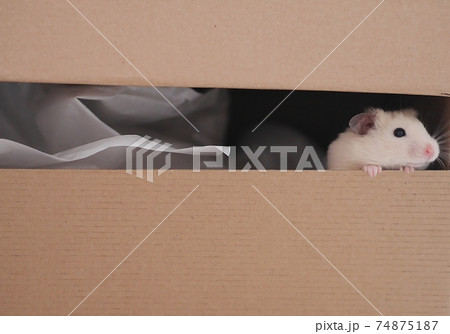 Cute curious hamster looking out of carton box 74875187
